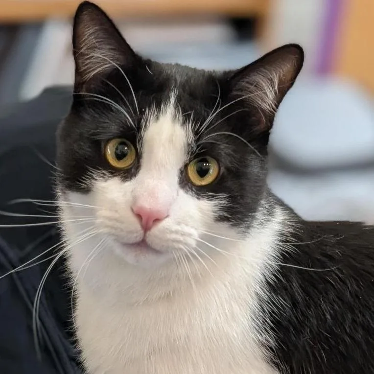 An adult large-sized male Black Domestic Short Hair cat named Solo for adoption in Albuquerque, NM