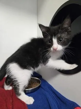 A baby small-sized female Domestic Short Hair cat named Honey Mustard for adoption in Savannah, GA