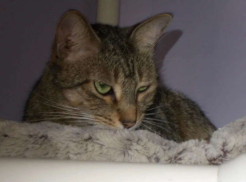An adult medium-sized female Domestic Short Hair cat named Wednesday for adoption in Naples, FL