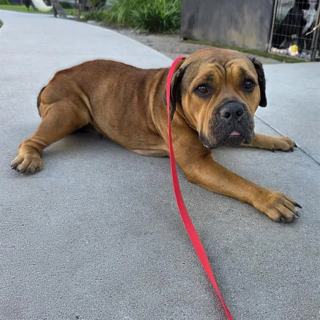 An adult medium-sized female American Bulldog dog named Honeydew for adoption in Long Beach, CA