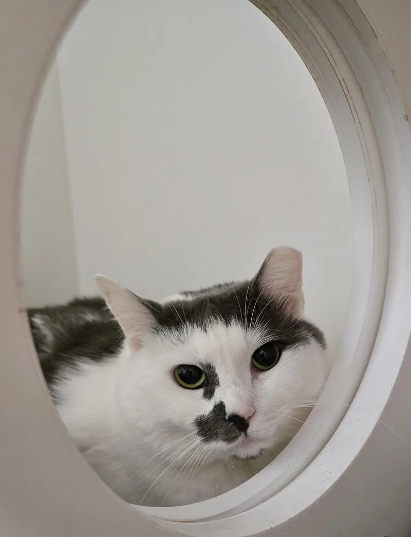 An adult medium-sized female Domestic Short Hair cat named Mercury for adoption in Warwick, RI