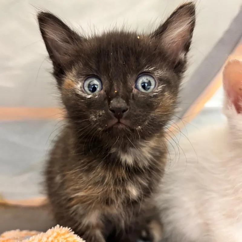 A baby small-sized female Domestic Short Hair cat named Rapunzel for adoption in Commerce City, CO