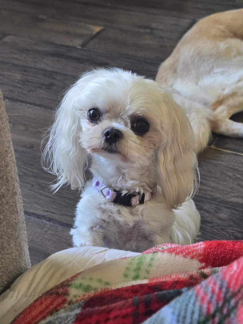 An adult small-sized female White / Cream Maltese dog named Bella Mae for adoption in Racine, WI
