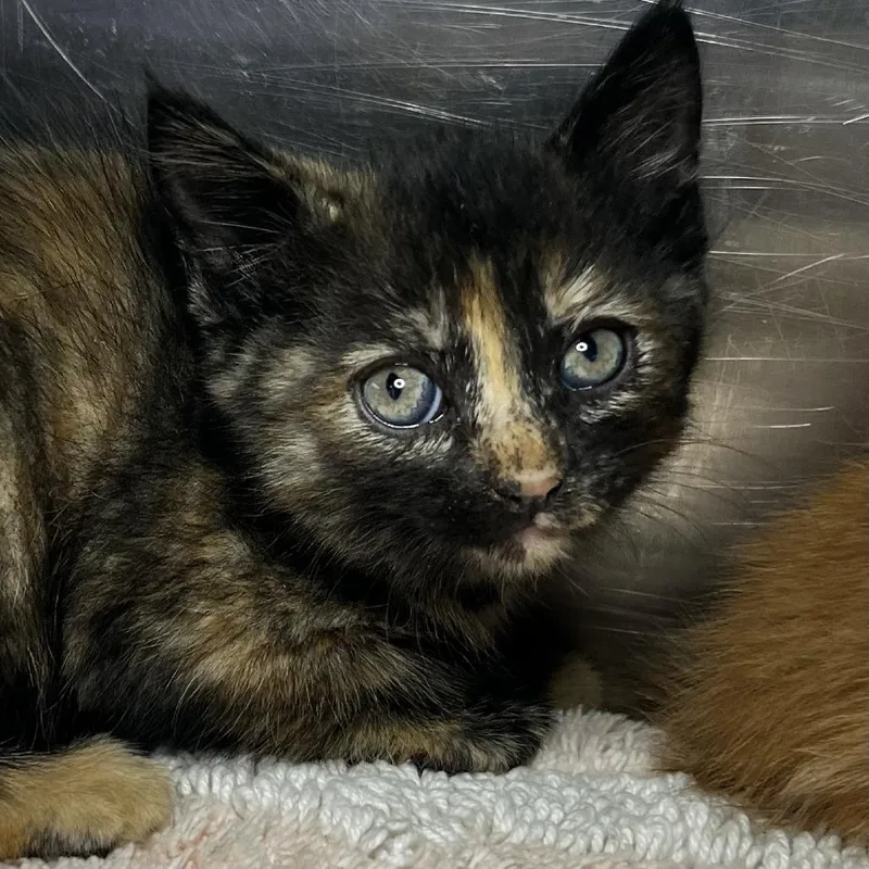 A baby small-sized female Brown / Chocolate Domestic Short Hair cat named Twila for adoption in Palm Springs, CA