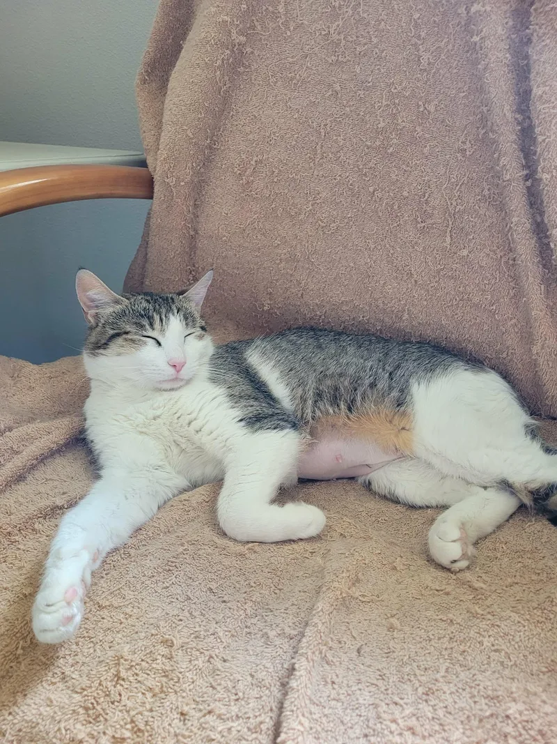 A young medium-sized female Calico Turkish Van cat named Sienna for adoption in Palmdale, CA