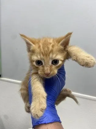 A baby small-sized female Domestic Short Hair cat named Henny for adoption in West Chester, PA
