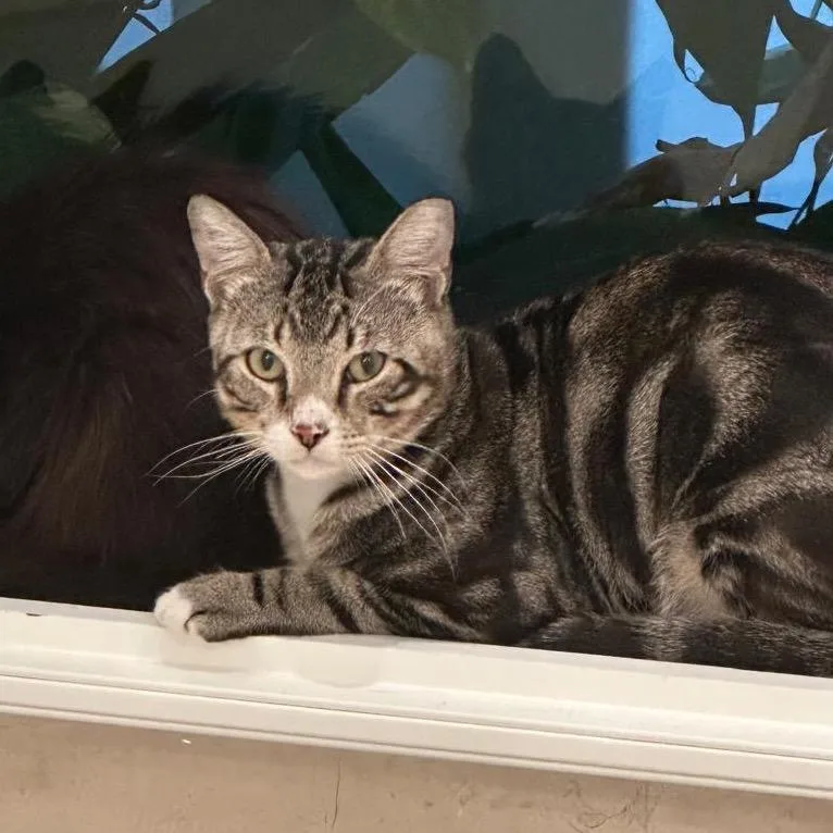 A young large-sized male Brown / Chocolate Domestic Short Hair cat named Jack for adoption in Hamburg, NY