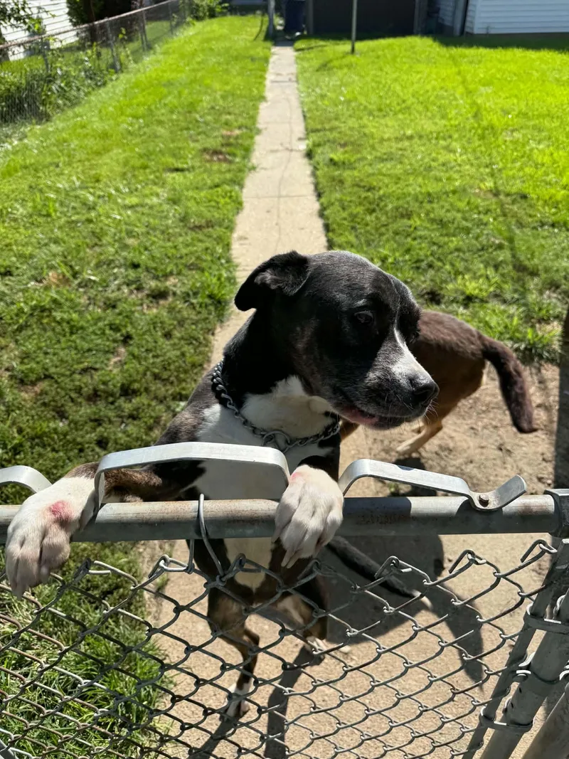 An adult medium-sized female Black Boxer dog named Cookie for adoption in Richmond, IN