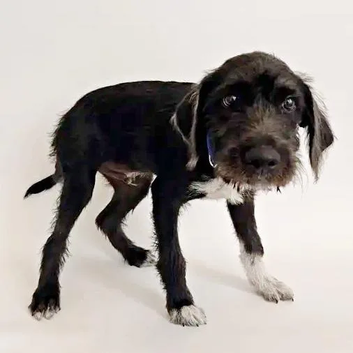 A baby small-sized male Terrier dog named Cookie for adoption in Saint Louis, MO