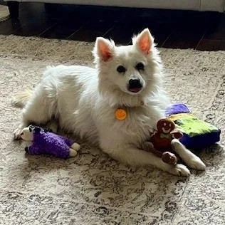 An adult medium-sized female White / Cream American Eskimo Dog dog named Glitters for adoption in Normal, IL