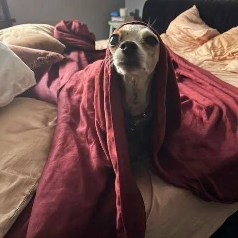 A senior small-sized female Chihuahua dog named Dakota for adoption in Chicago, IL