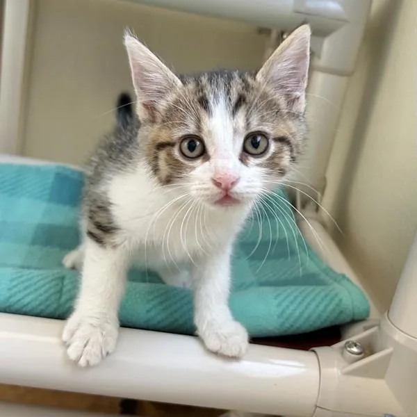 A baby medium-sized male Domestic Short Hair cat named Manfred for adoption in Dublin, CA