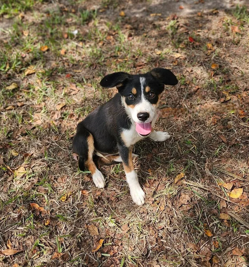 A baby medium-sized female Shepherd dog named Sparkler Freedom for adoption in Wakefield, RI