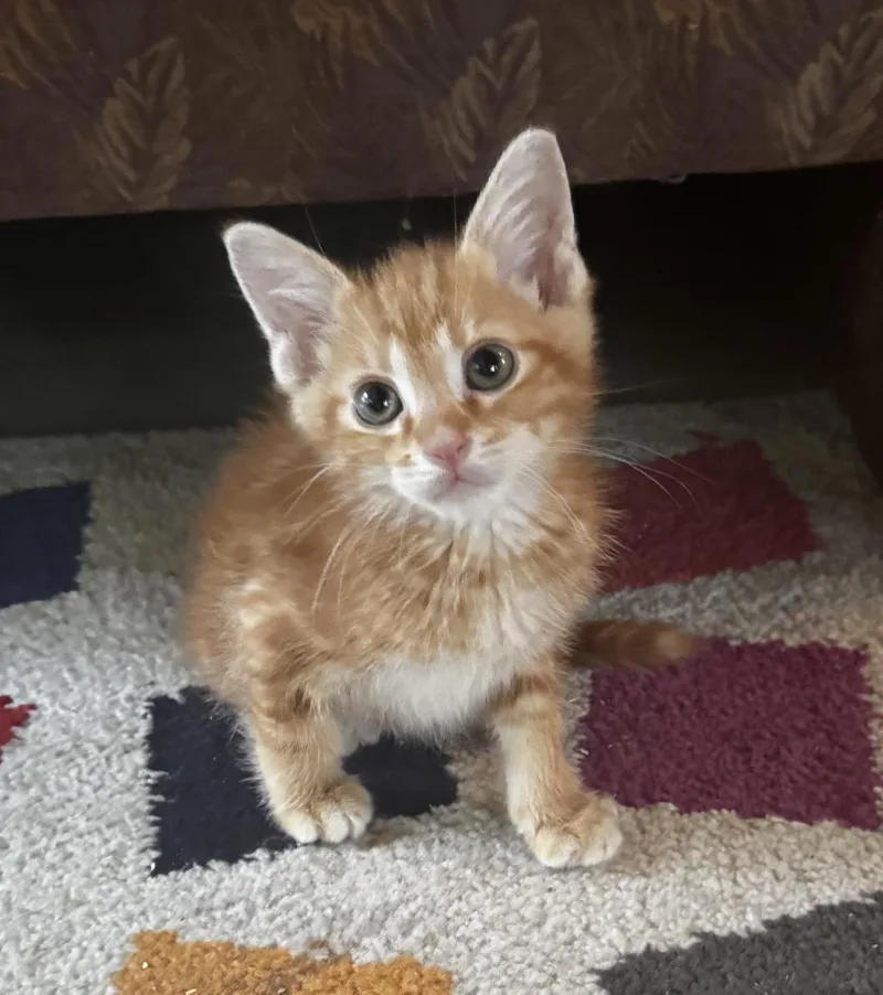 A baby medium-sized male Tabby (Orange / Red) Tabby cat named Wayne for adoption in Saginaw, MI