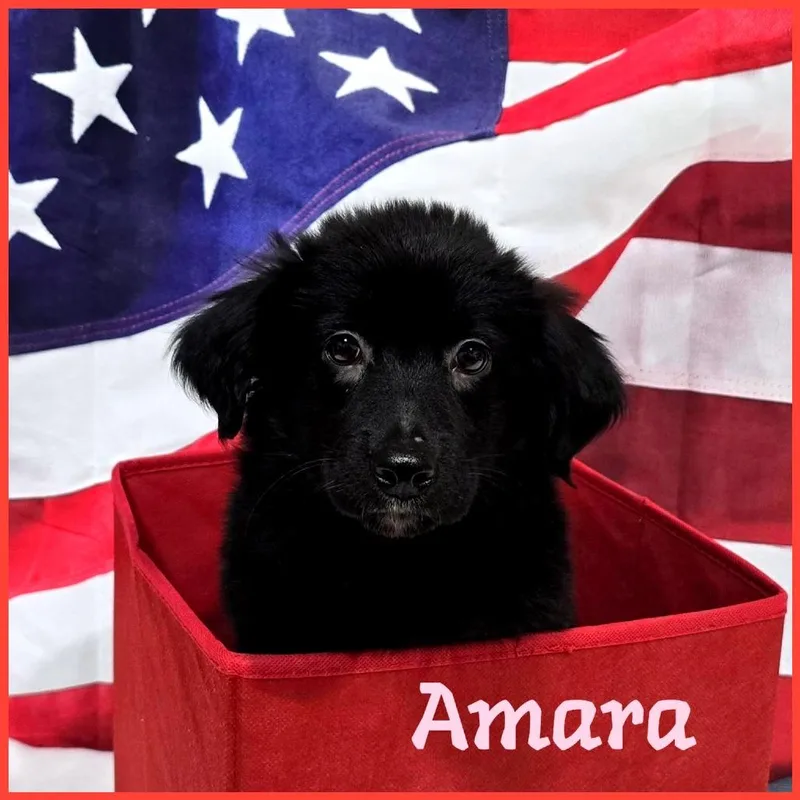 A baby medium-sized female Black Mixed Breed dog named Amara for adoption in Joliet, IL