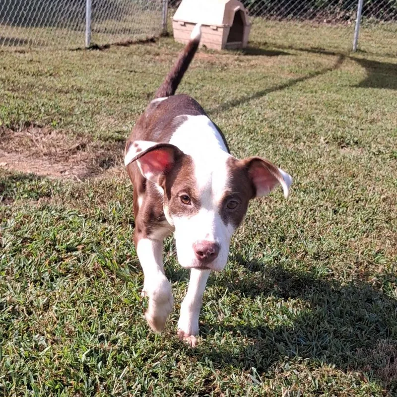 A young medium-sized female Terrier dog named Latta for adoption in Blountville, TN