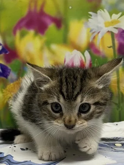 A young small-sized male Domestic Short Hair cat named Succulent for adoption in San Antonio, TX