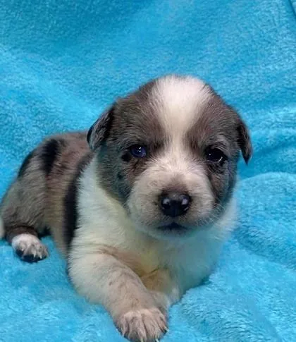 A baby medium-sized male Australian Shepherd dog named Apollo for adoption in Morton Grove, IL