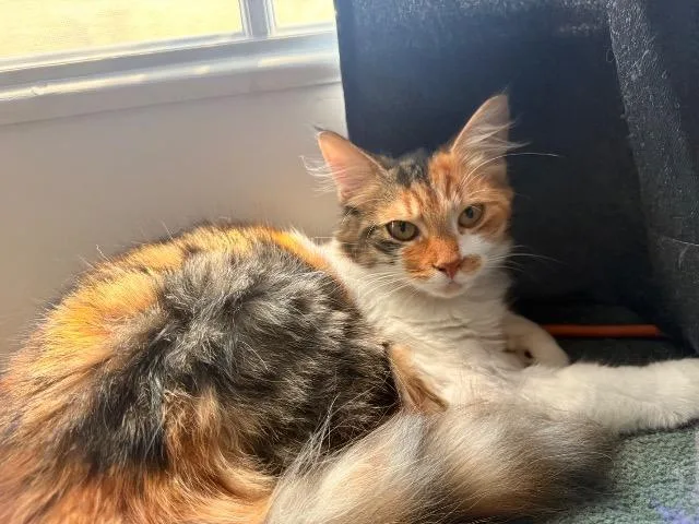 A baby medium-sized female Domestic Long Hair cat named Clementine Twix for adoption in Pawtucket, RI