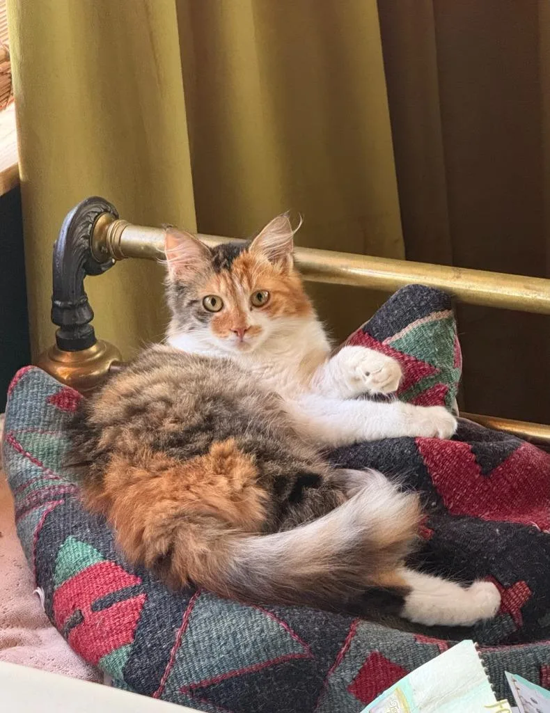 Clementine Twix thumbnail 2