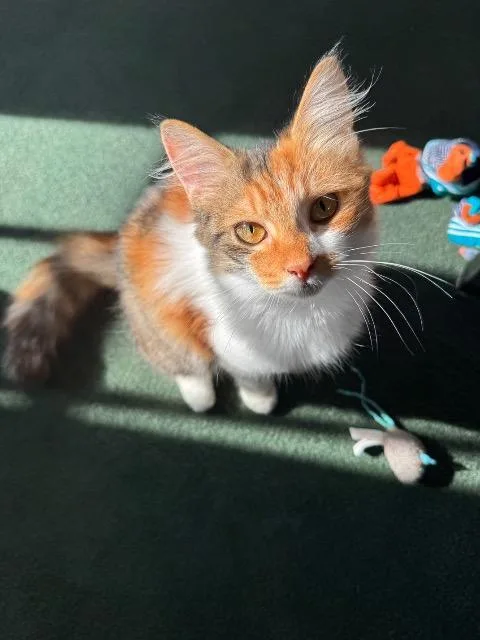 Clementine Twix thumbnail 3