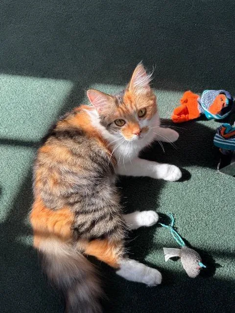 Clementine Twix thumbnail 4