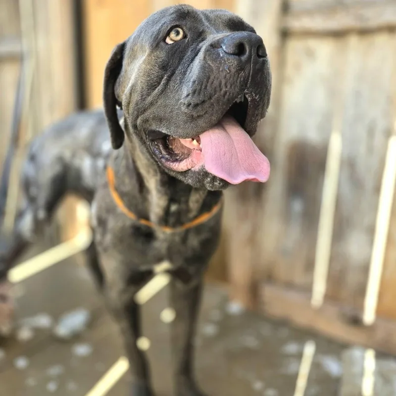A young extra large-sized male Gray / Blue / Silver Cane Corso dog named Dino for adoption in Wheeling, IL