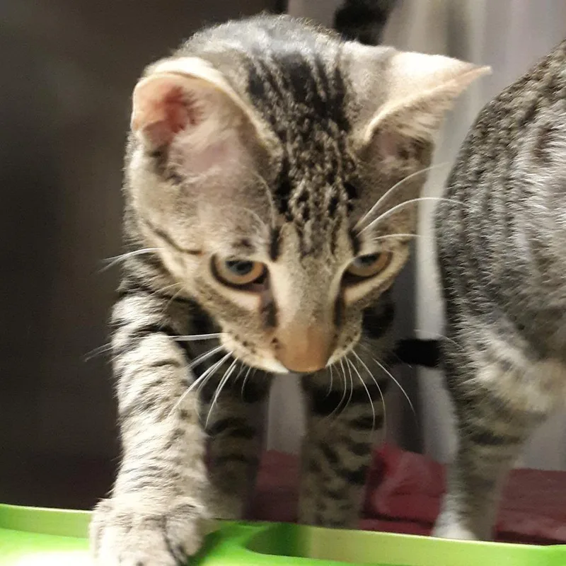 A young medium-sized male Brown / Chocolate Domestic Short Hair cat named Cliff for adoption in Spokane, WA