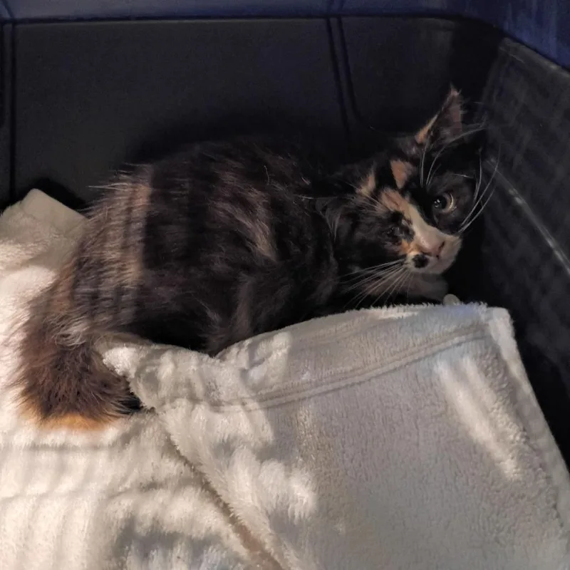 A baby small-sized female Calico Domestic Short Hair cat named Bennu for adoption in Lynchburg, VA