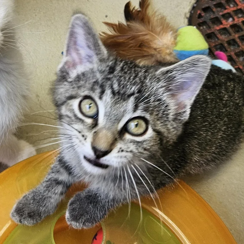 A baby small-sized female Tabby (Brown / Chocolate) Tiger cat named Roxy for adoption in Bluffton, IN
