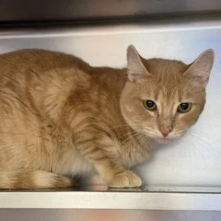 A young small-sized male Orange & White Domestic Short Hair cat named Joan Jett for adoption in Rapid City, SD