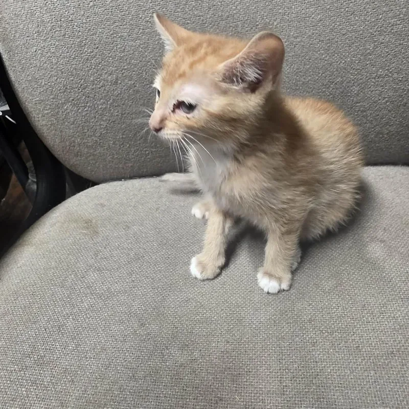 A baby small-sized male Orange / Red Domestic Short Hair cat named Goose for adoption in Eufaula, AL
