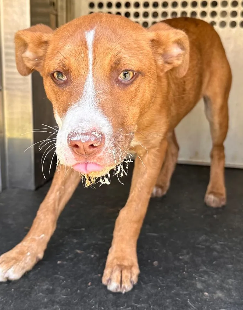 A baby small-sized female Mixed Breed dog named Sable for adoption in Rome, GA