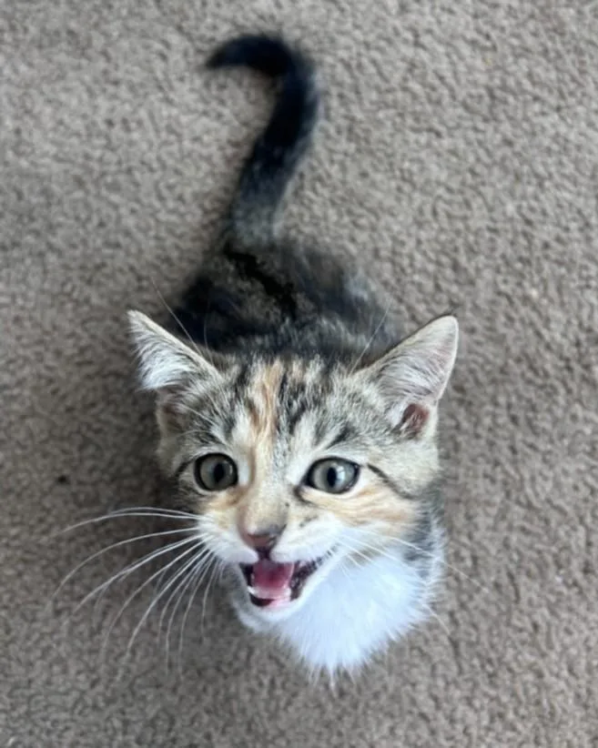 Nova