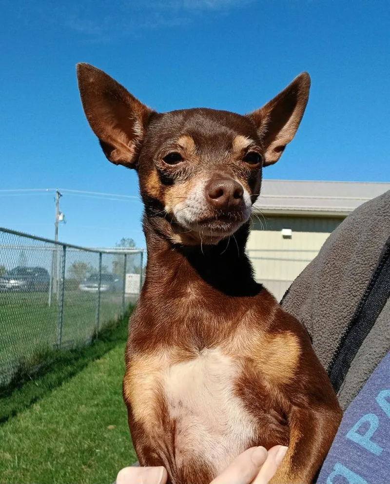 An adult small-sized male Chihuahua dog named Churro for adoption in Ladysmith, WI