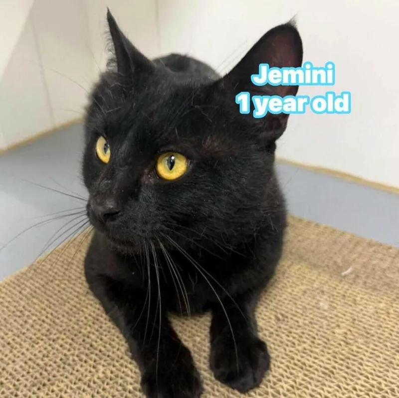 An adult medium-sized male Black Domestic Short Hair cat named Jemini for adoption in Jessup, MD