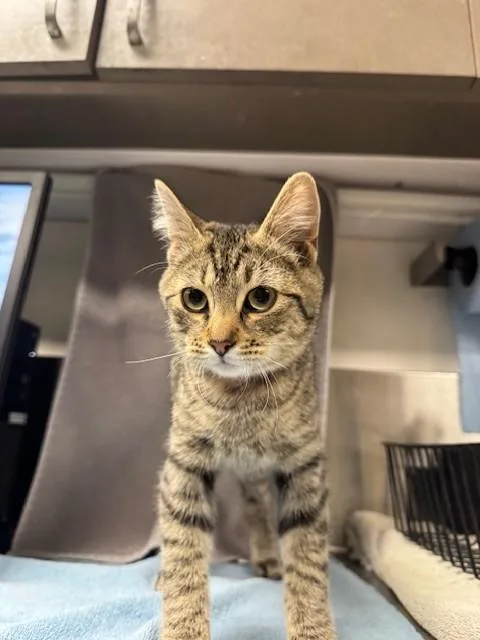 A baby medium-sized male Domestic Short Hair cat named Blox for adoption in Van Nuys, CA