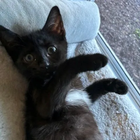 A baby small-sized female Black Domestic Short Hair cat named Watson for adoption in Germantown, MD