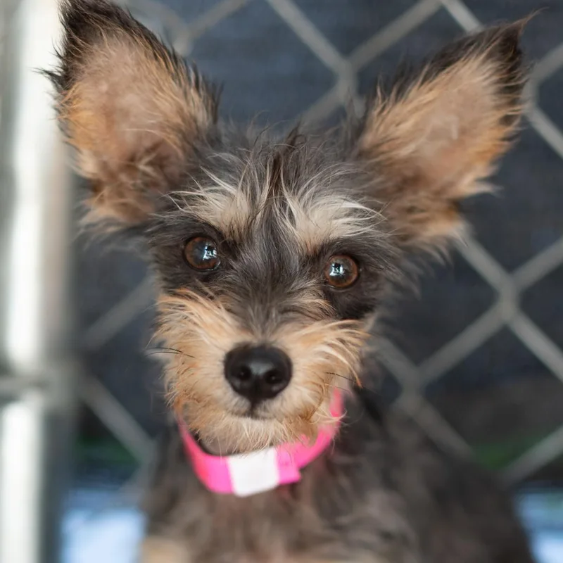 A baby small-sized female Black Terrier dog named Baby Melody for adoption in Fresno, CA