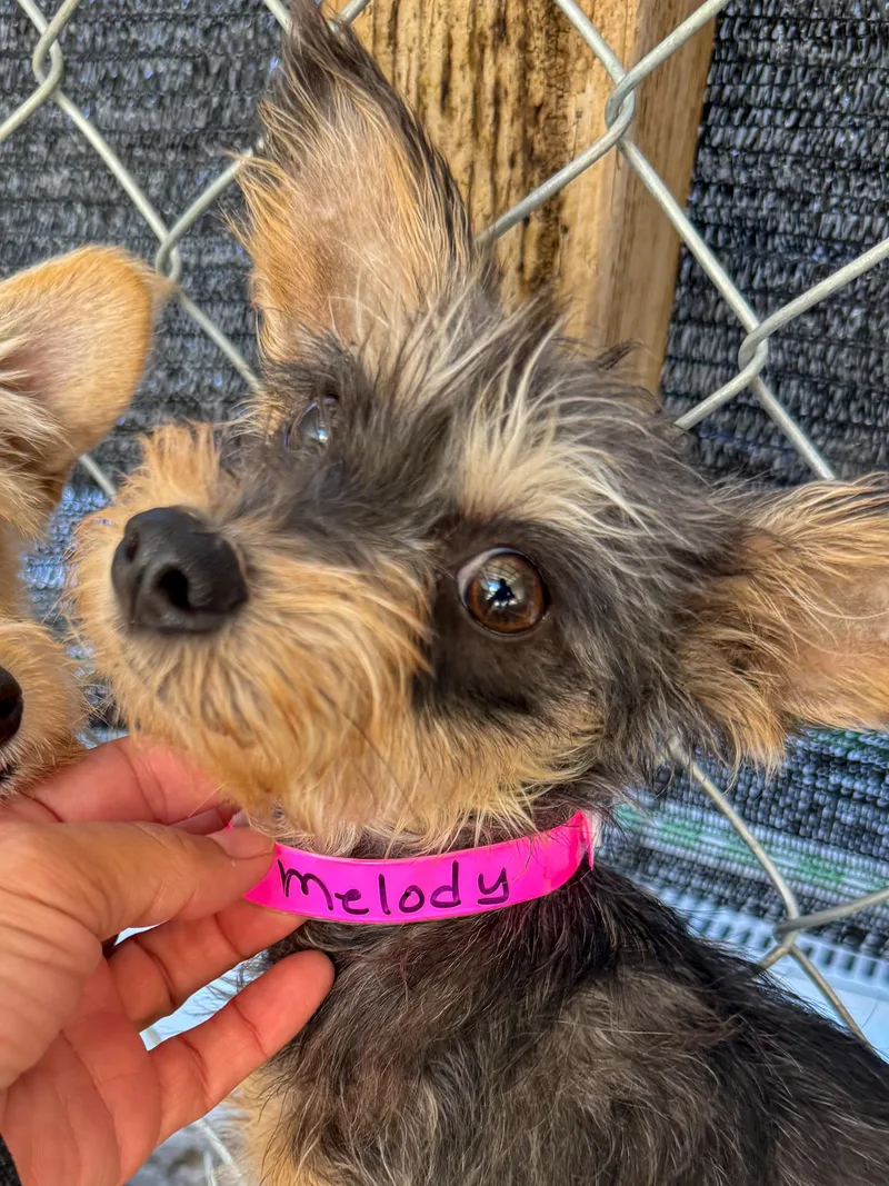 Baby Melody thumbnail 5