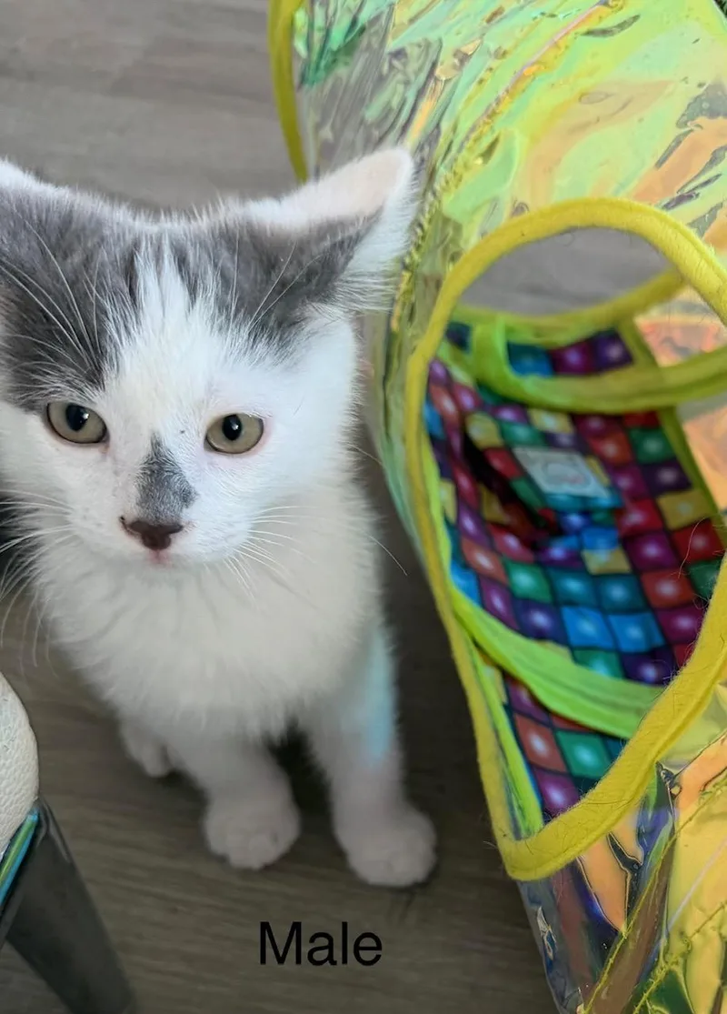 A baby small-sized female Gray & White Domestic Short Hair cat named Andy & Annie for adoption in Los Angeles, CA