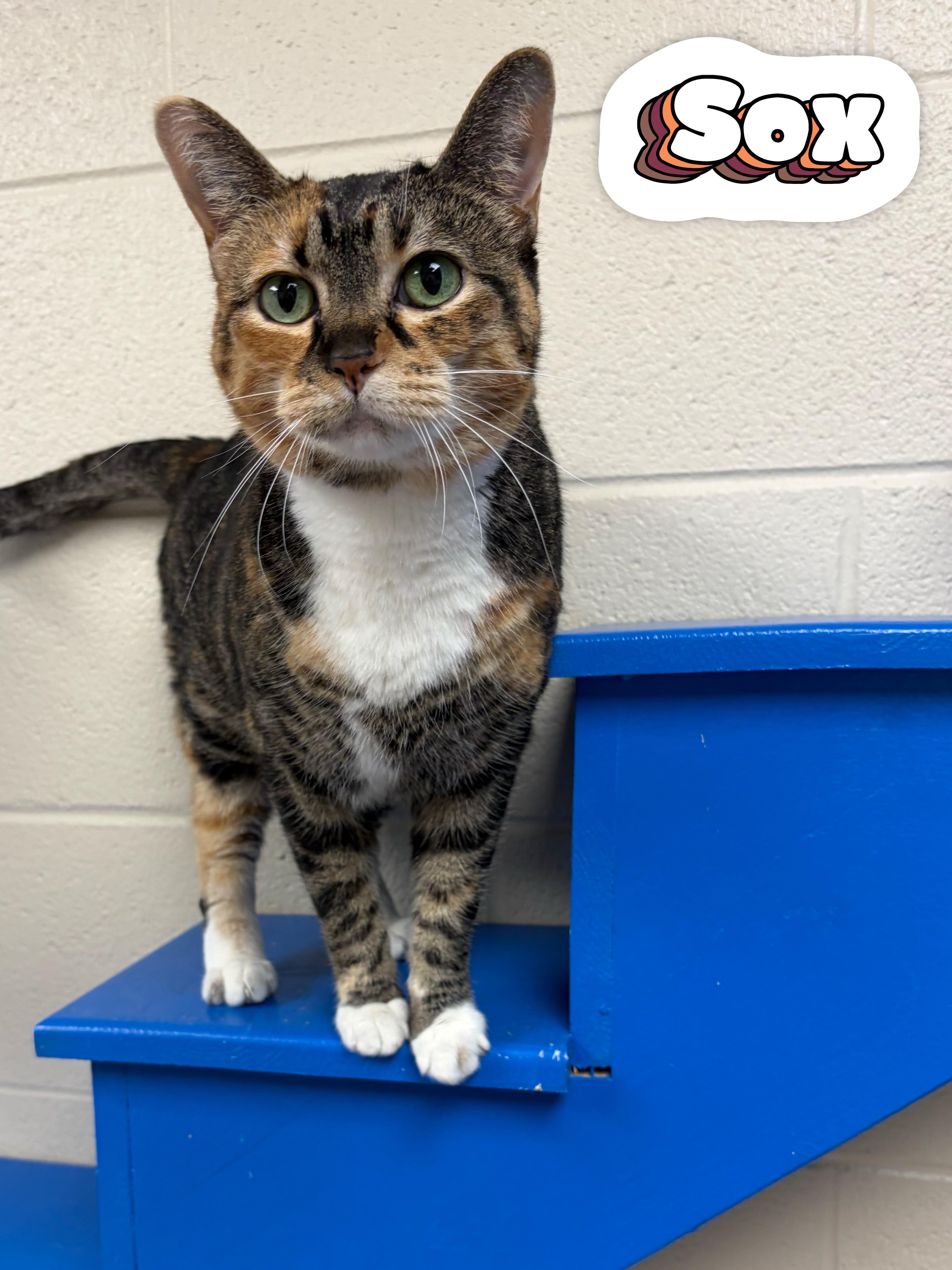 A senior medium-sized female Tabby (Brown / Chocolate) Domestic Short Hair cat named Sox for adoption in Valparaiso, IN