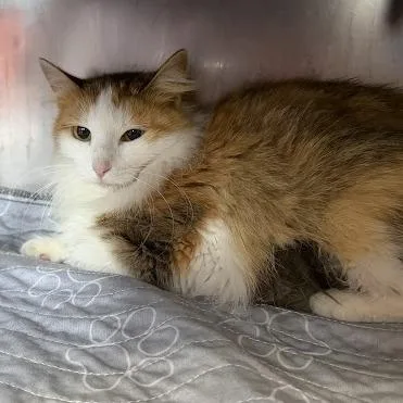 A young medium-sized female Orange / Red Domestic Medium Hair cat named Lullaby for adoption in Austin, TX