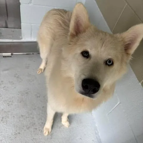Hachi