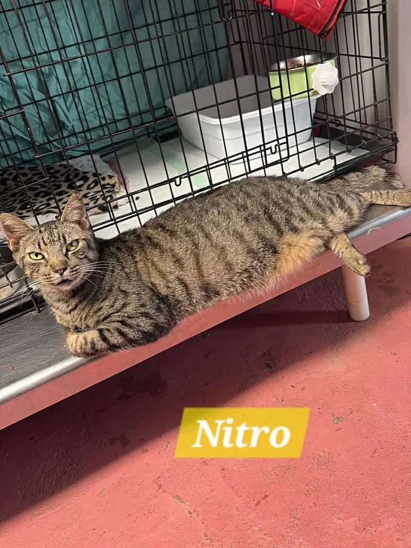 An adult large-sized male Domestic Short Hair cat named Nitro for adoption in Spring Hill, FL
