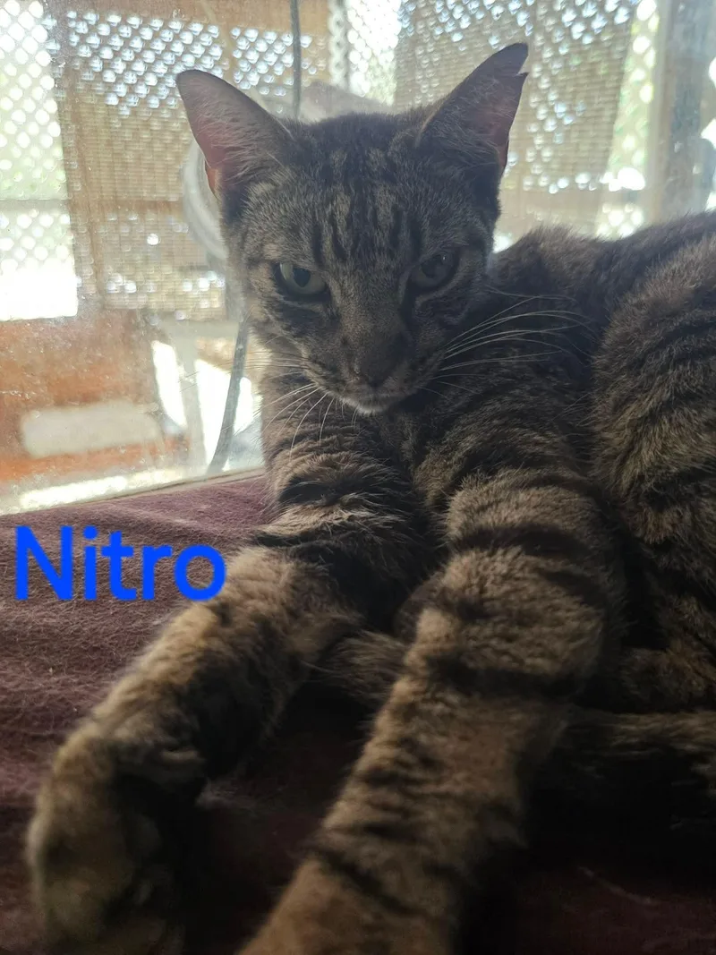 Nitro thumbnail 2