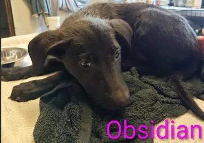 A young large-sized female Labrador Retriever dog named Obsidian for adoption in Kansas City, MO