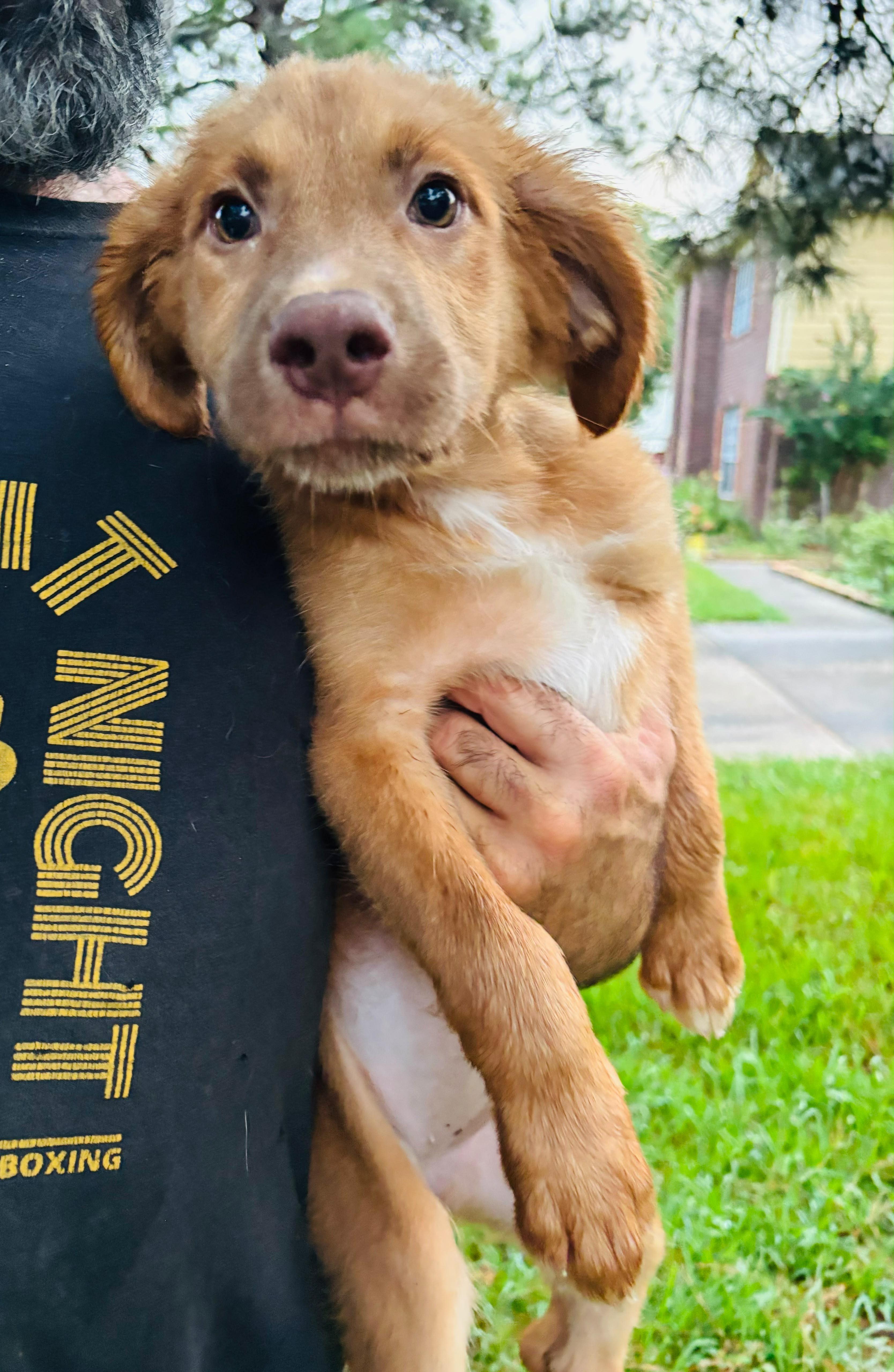 A baby medium-sized female Brown / Chocolate Retriever dog named Fox for adoption in Tomball, TX