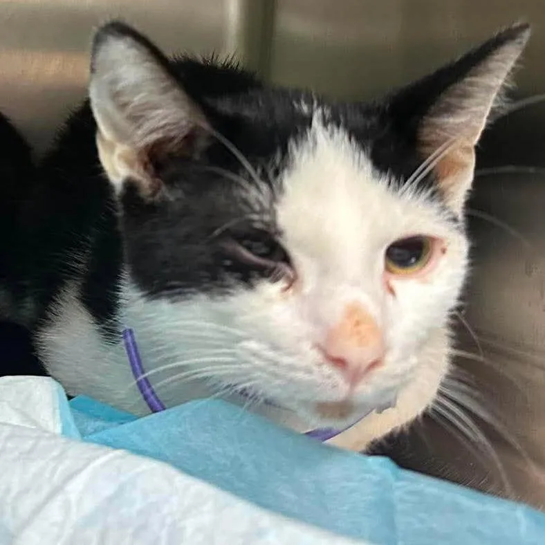 A baby small-sized male Black Domestic Short Hair cat named Frito for adoption in Shinnston, WV