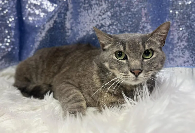 An adult medium-sized male Domestic Short Hair cat named Honey Bun for adoption in Clarkesville, GA